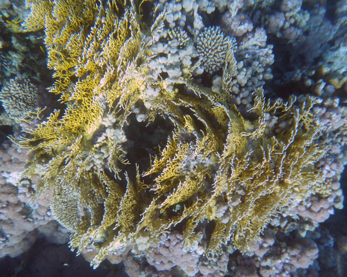 коралові рифи червоне море