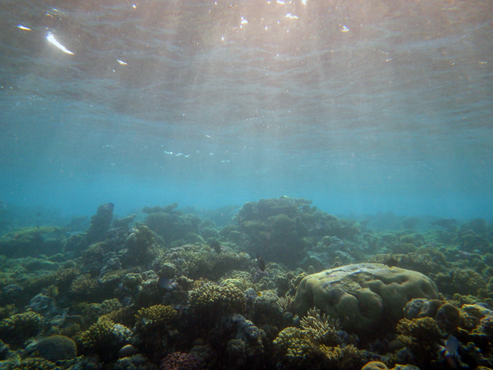червоне море кораловий риф