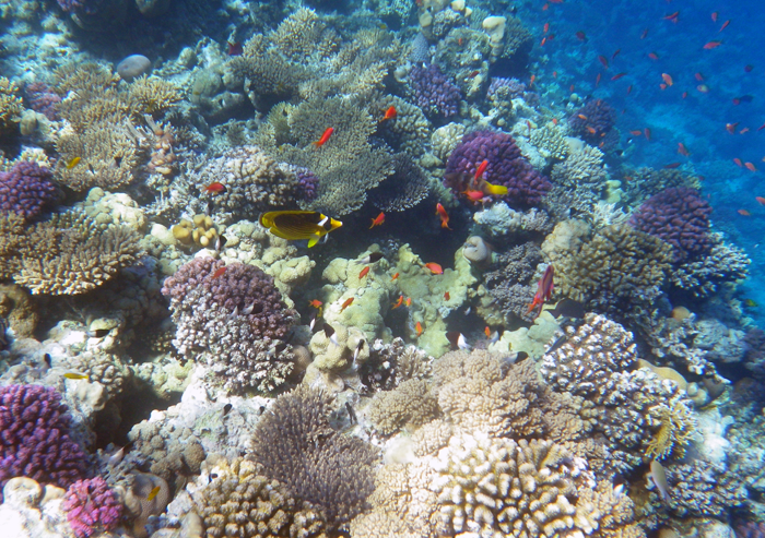 червоне море рифи риби корали