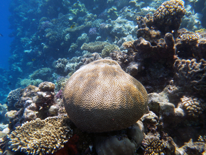 корал червоне море єгипет