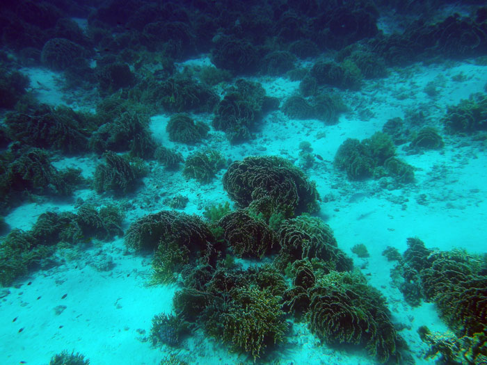 корали у червоному морі
