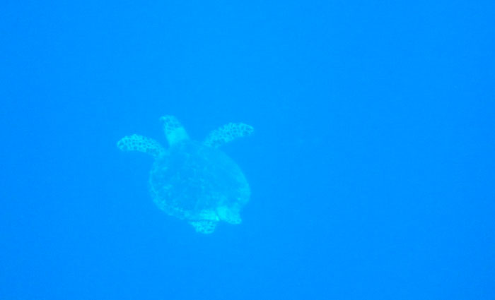 черепаха червоне море